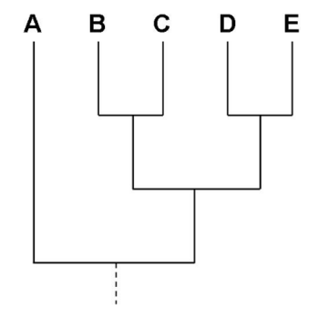 A graph tree depicting relationships among five taxa. Display is called a rectangular cladogram.
