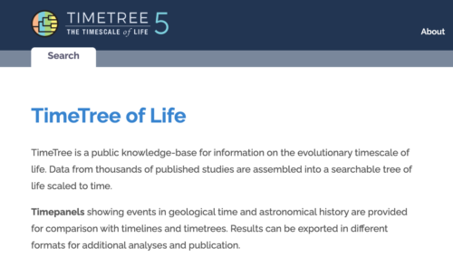 Screenshot timetree.org homepage