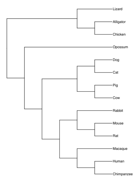 Consensus phylogeny from timetree.org
