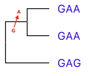 Example of orthologs. The two taxa share the [G/A] transition because they shared a common ancestor.