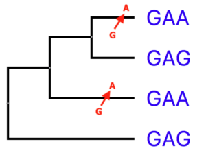 An outgroup allows you to determine likely ancestral states of characters.