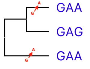 Example of paralogs. The two taxa independently evolved the [G/A] transition. 
